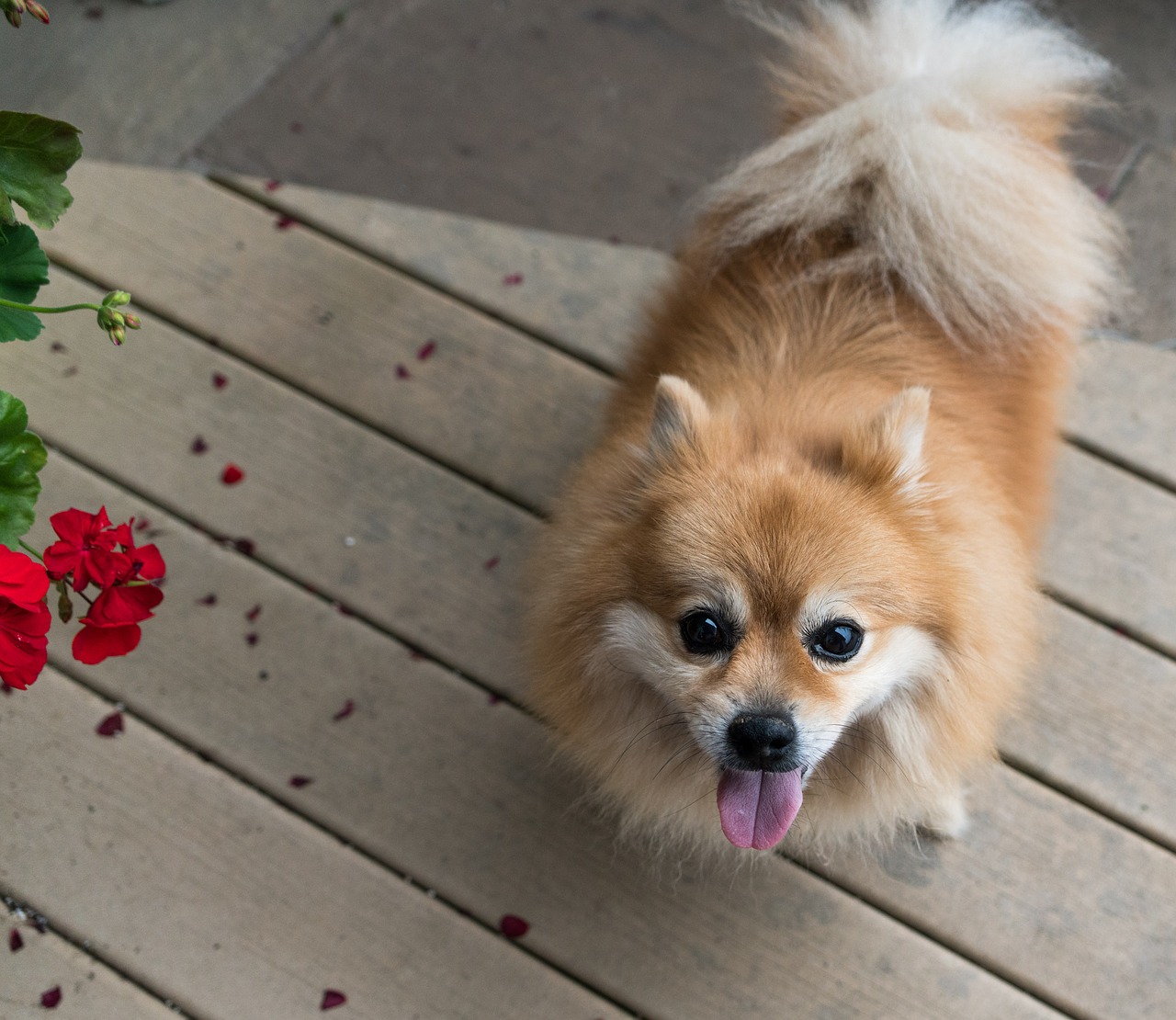 Image - pomeranian dog pet canine cute