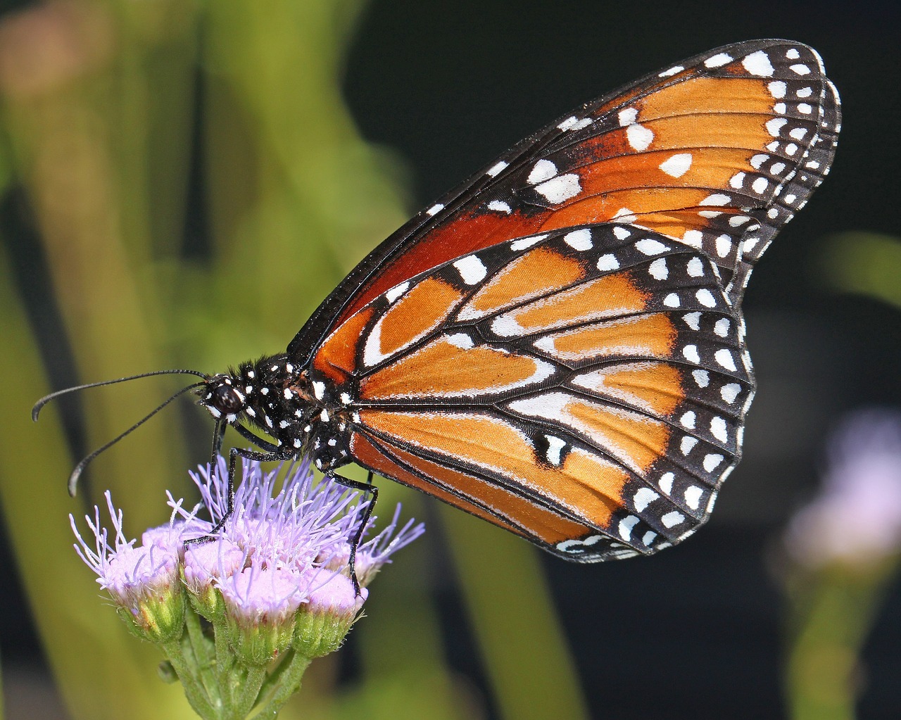 Image - monarch butterfly flower blossom