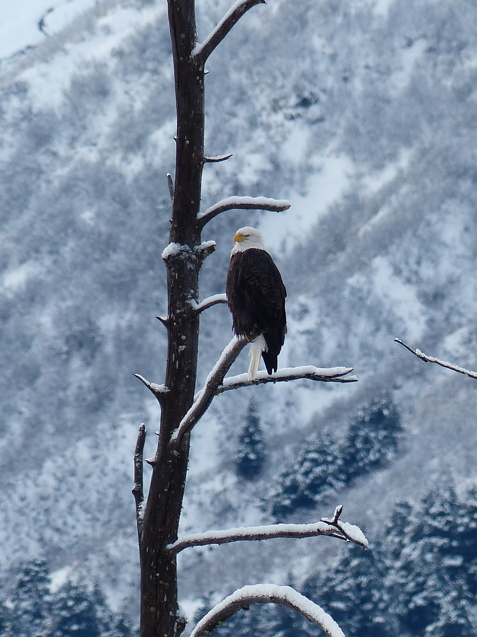 Image - bald eagle bird snow perched tree