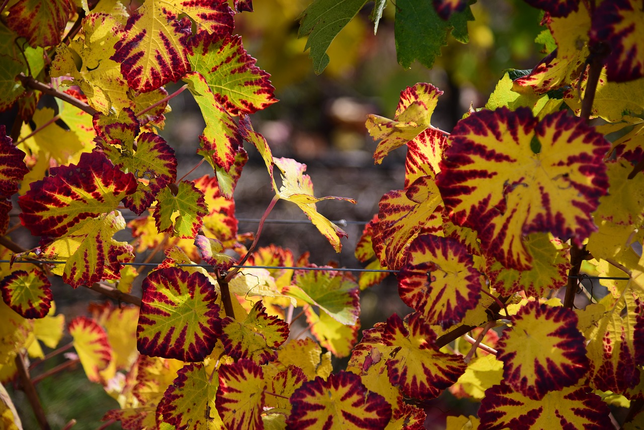 Image - vine autumn vine leaf yellow