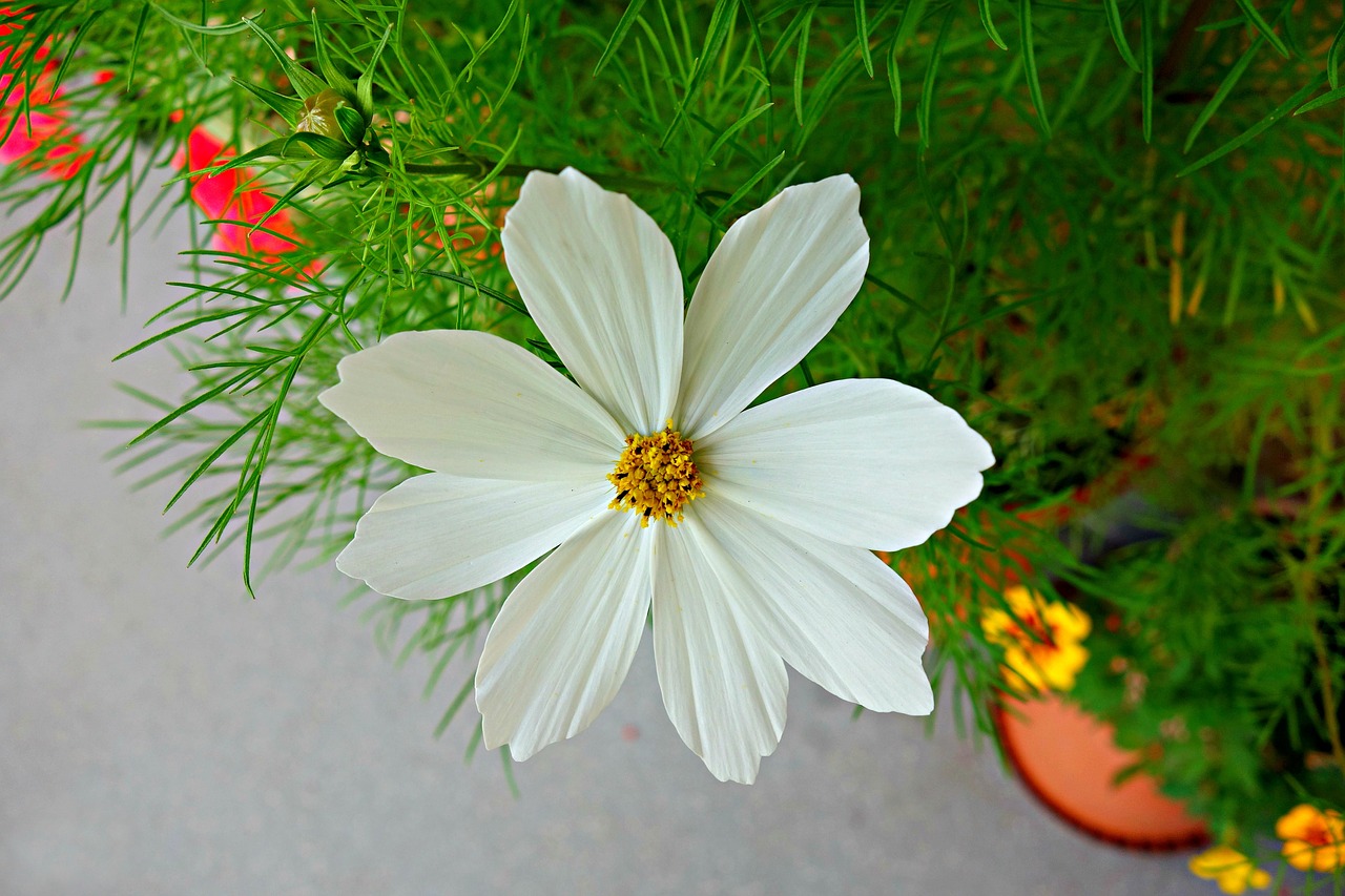 Image - cosmea flower plant asteraceae