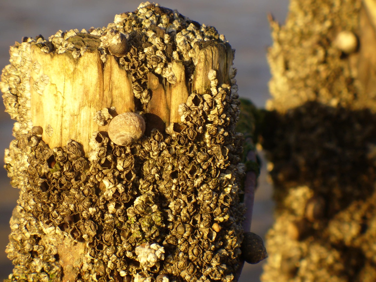 Image - north sea piles mussels sea