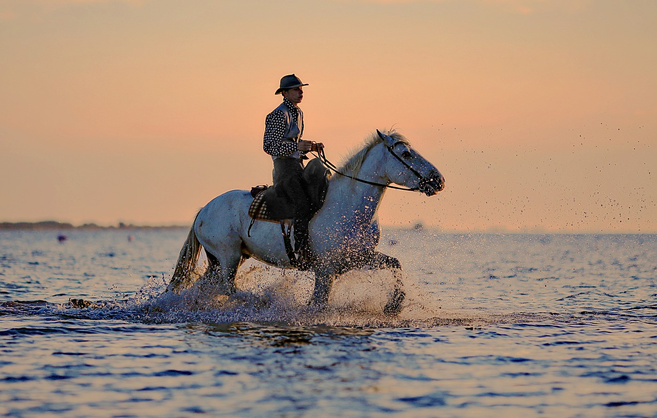 Image - jumper horse horses