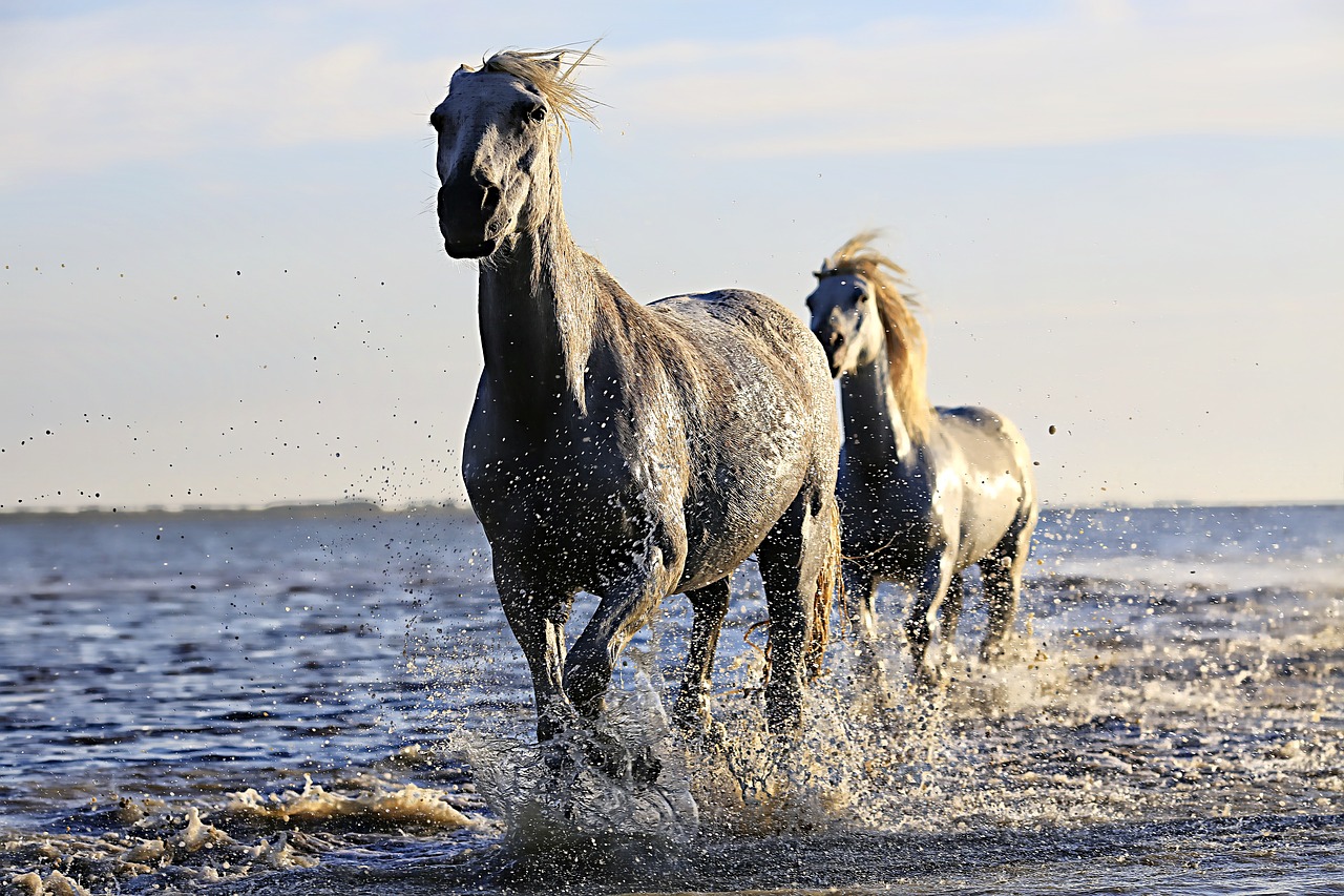 Image - horse white horsehair equine