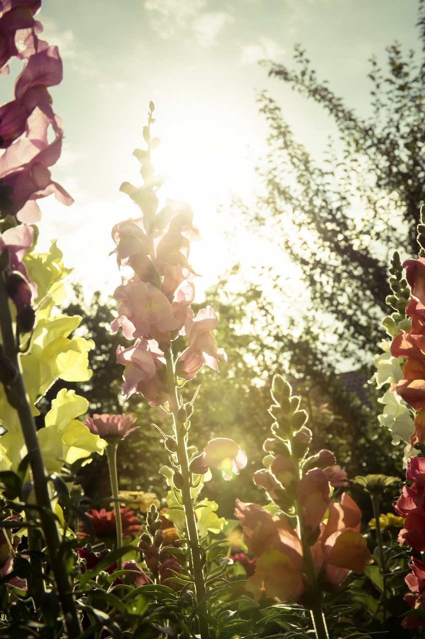 Image - flowers garden meadow flora summer