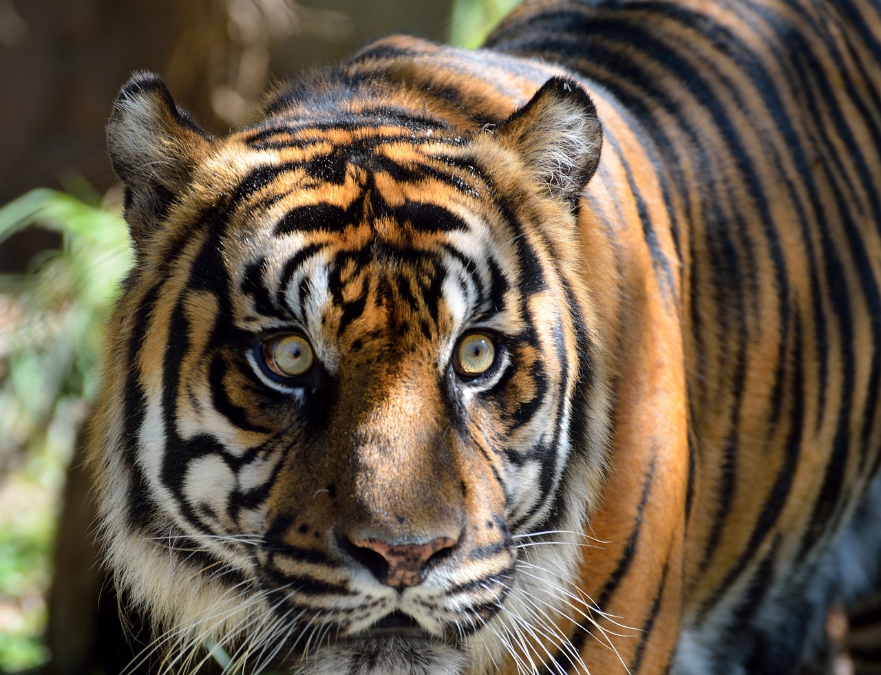 Image - sumatran tiger cat large tiger