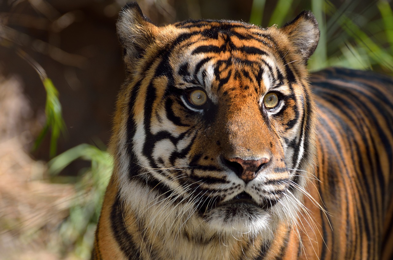 Image - sumatran tiger wildlife cat mammal