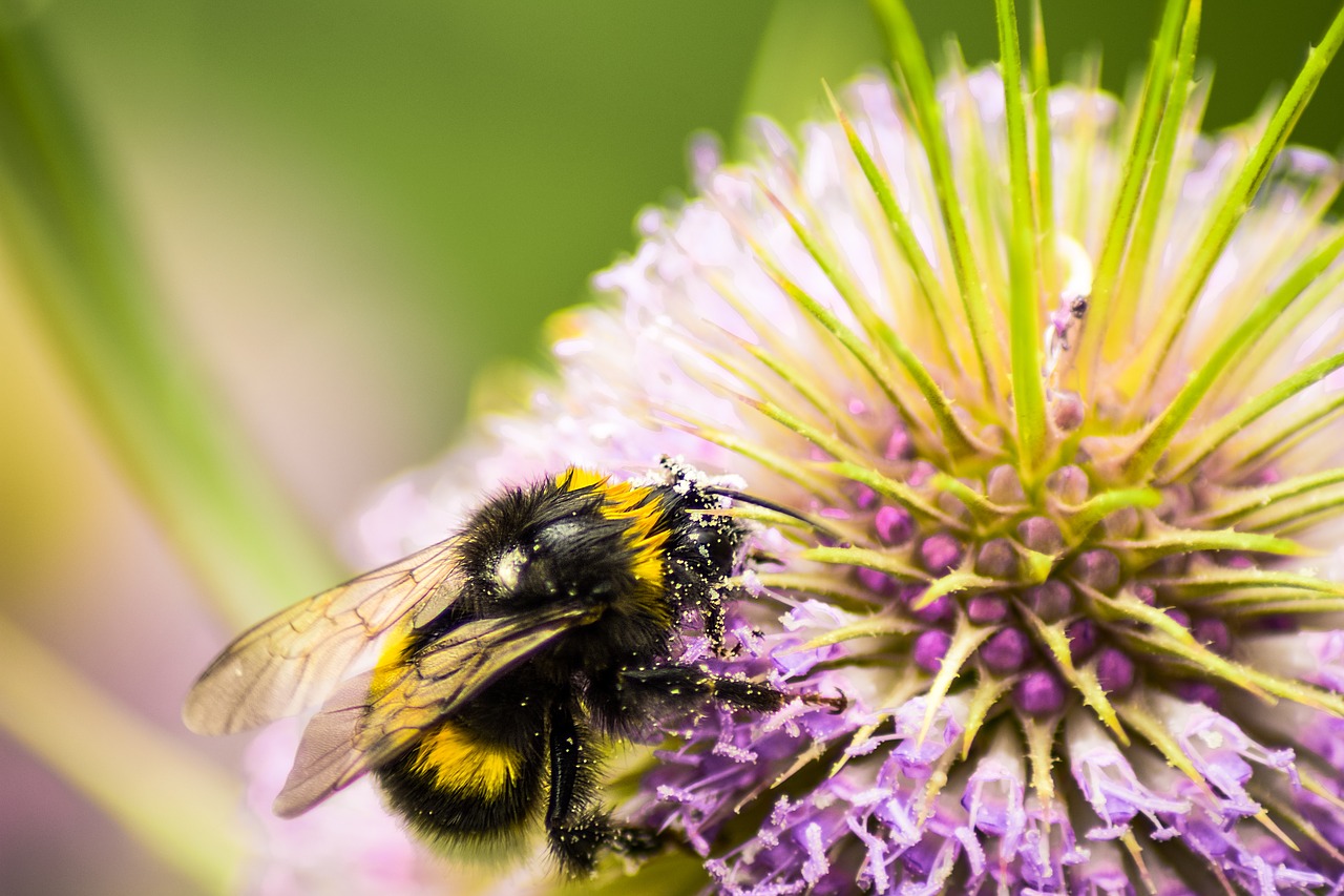 Image - hummel food close collect nectar