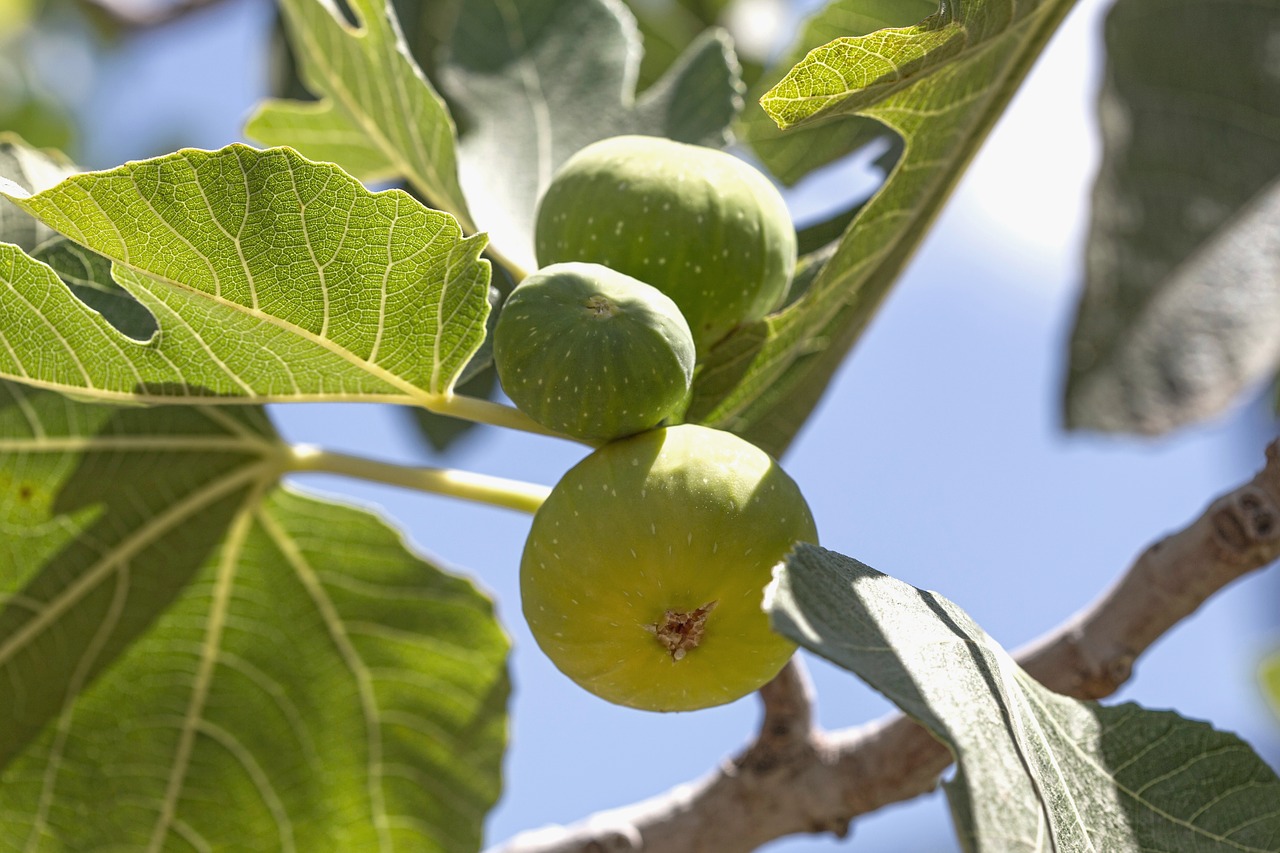 Image - fig tree fruit green food leaf