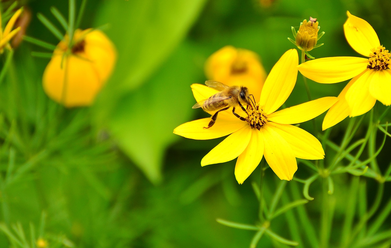 Image - mädchenauge yellow flowers garden