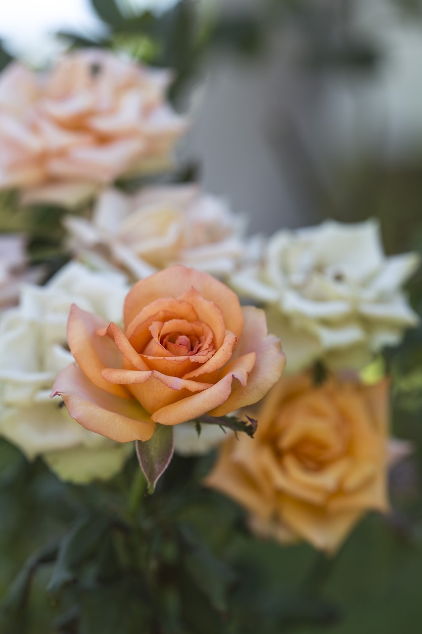 Image - roses flower orange nature love