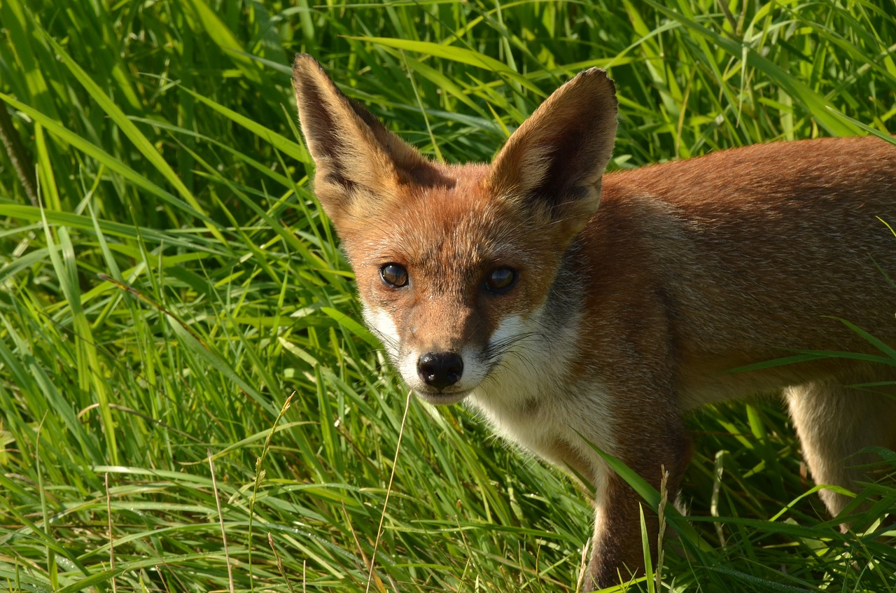 Image - fox predator mammal fauna wild