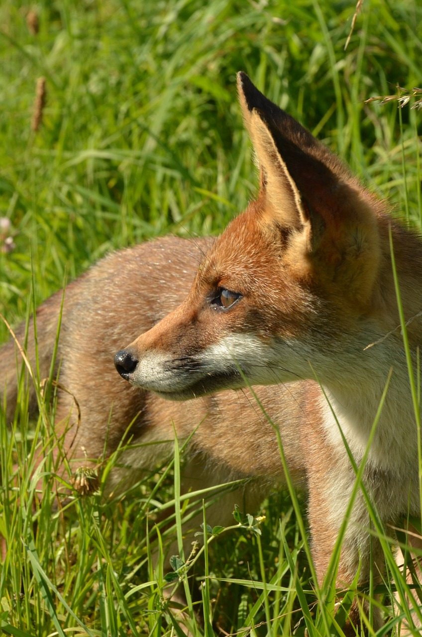 Image - fox predator mammal fauna wild