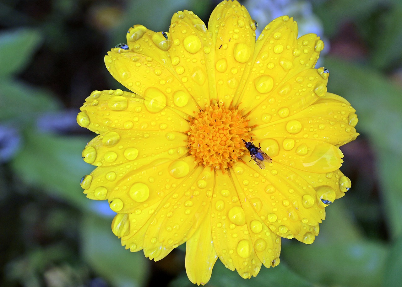 Image - marigold calendula yellow blossom