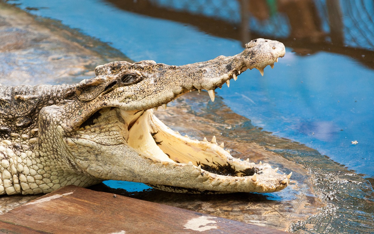 Image - crocodile gab teeth dangerous