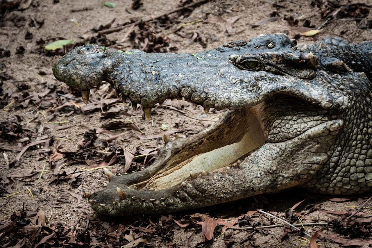 Image - crocodile gab teeth dangerous