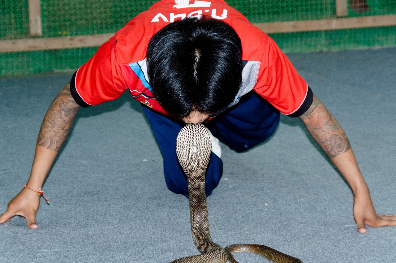 Image - kiss snake charmer cobra show risk