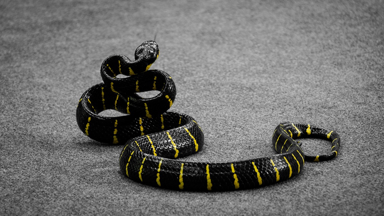 Image - snake dangerous poisonous snake