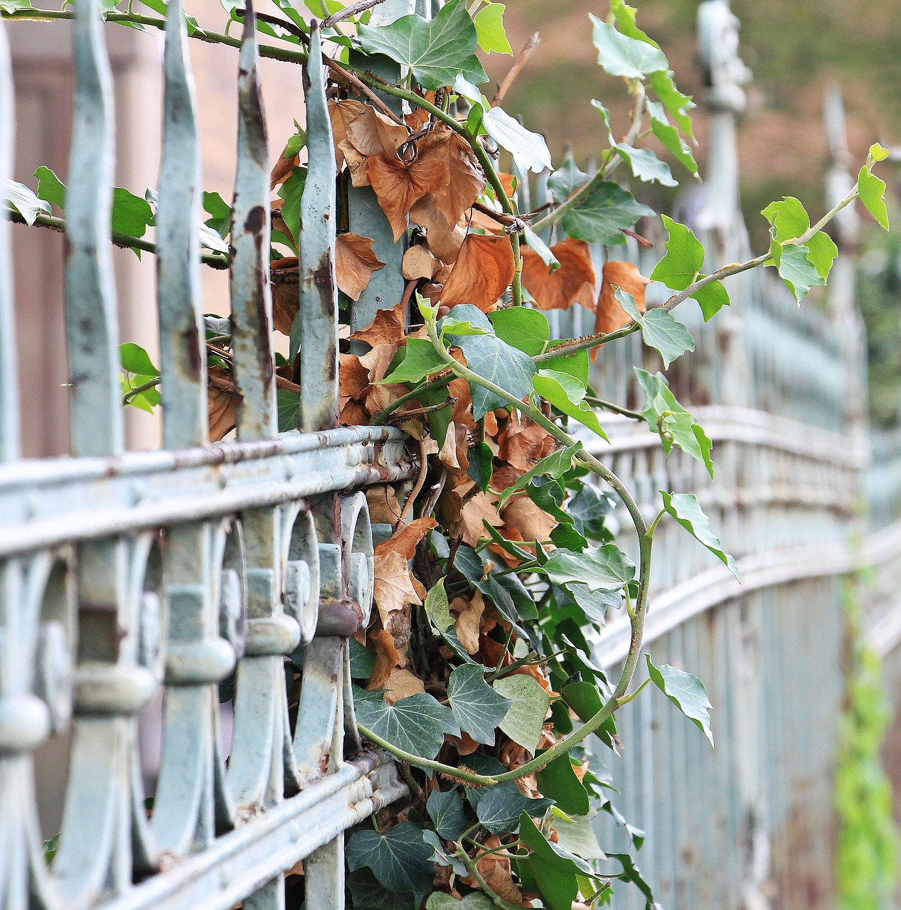 Image - fence ivy iron metal grid limit