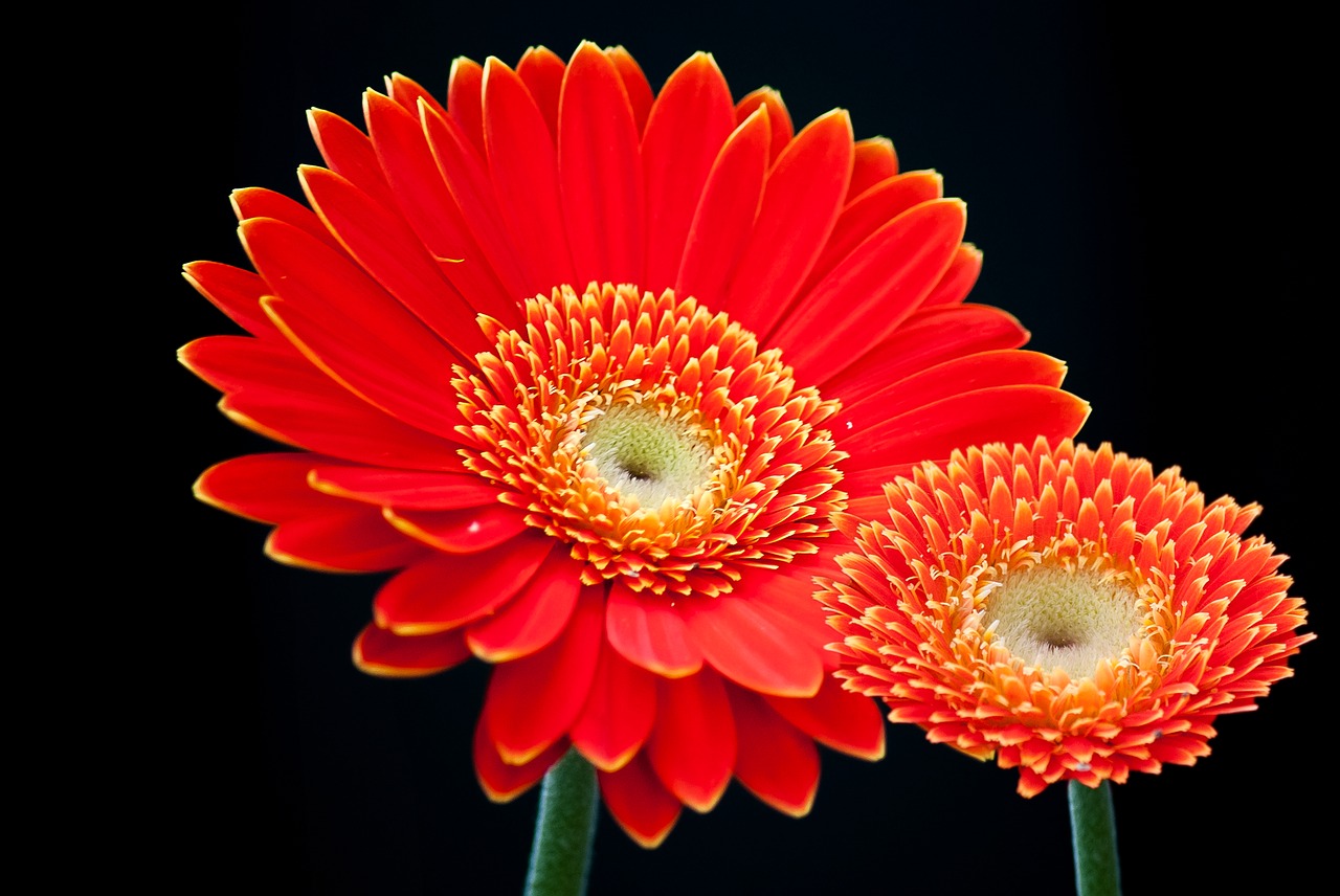 Image - gerbera flower summer for you