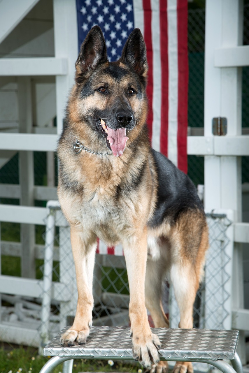 Image - german shepherd dog military canine