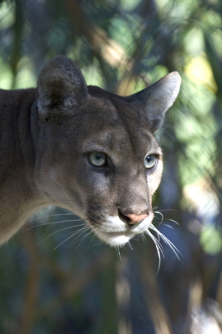 Image - mountain lion puma cougar wildlife