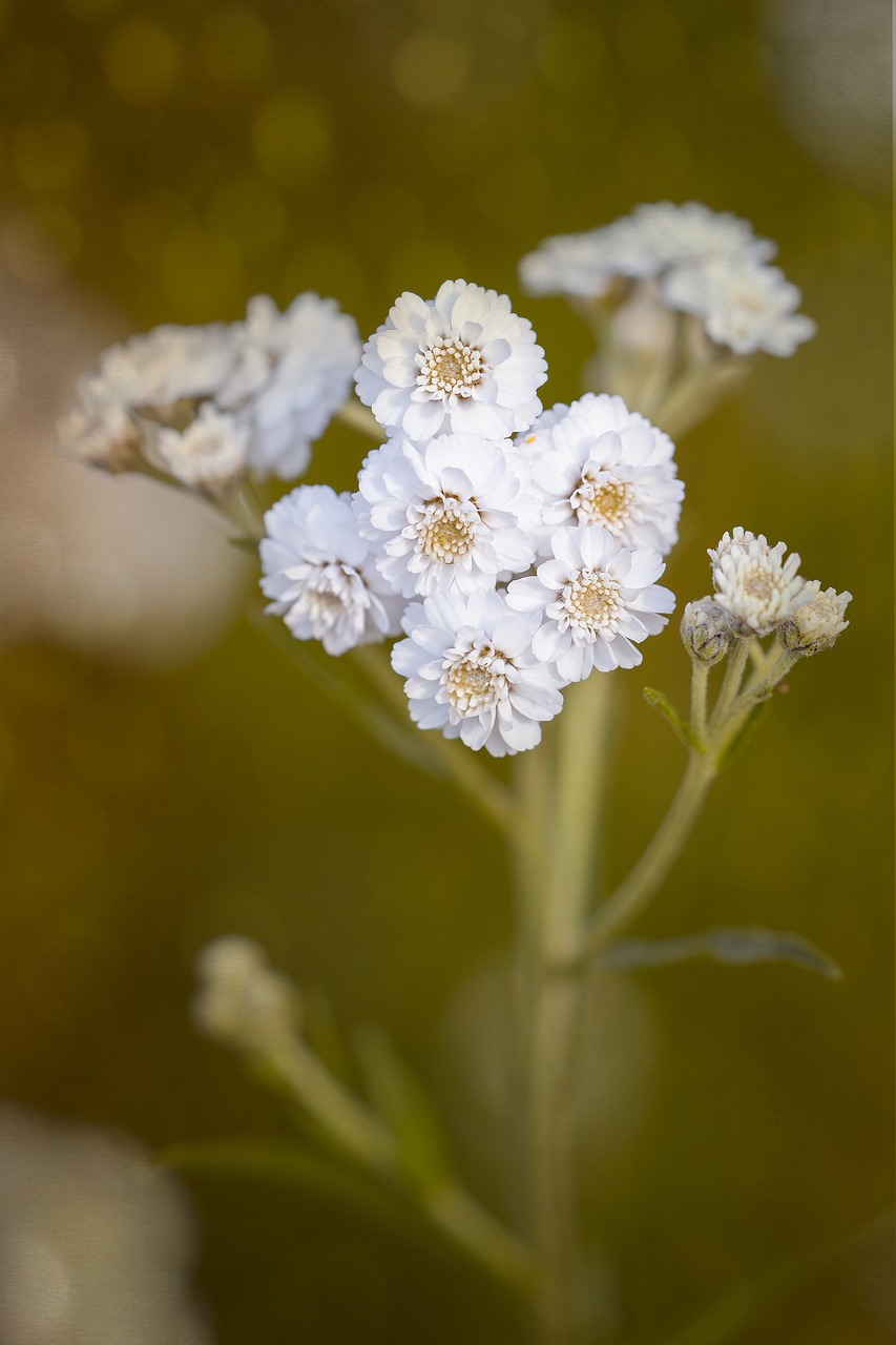 Image - ranunculus aconitifolius