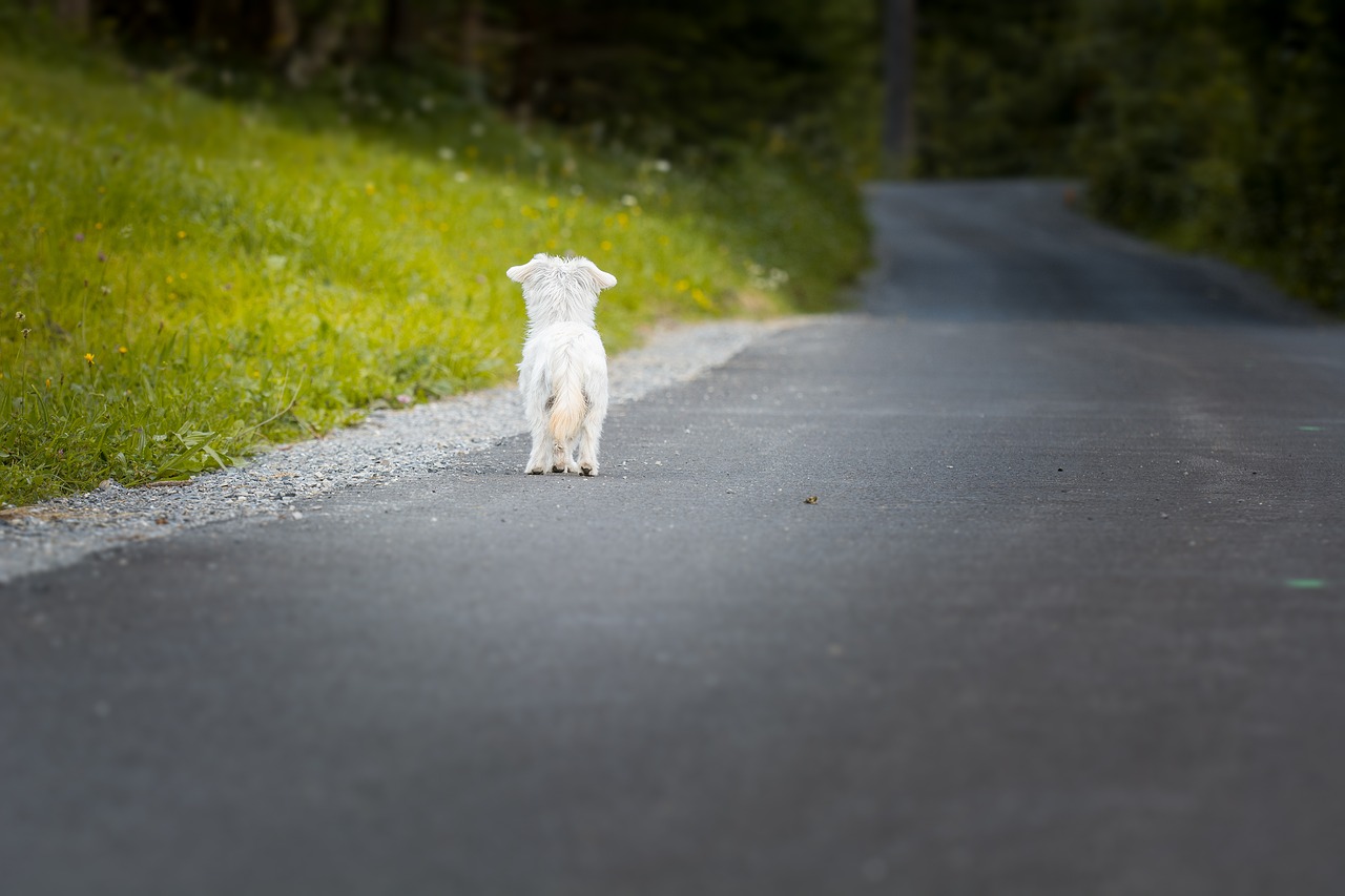 Image - dog animal pet small dog mammal