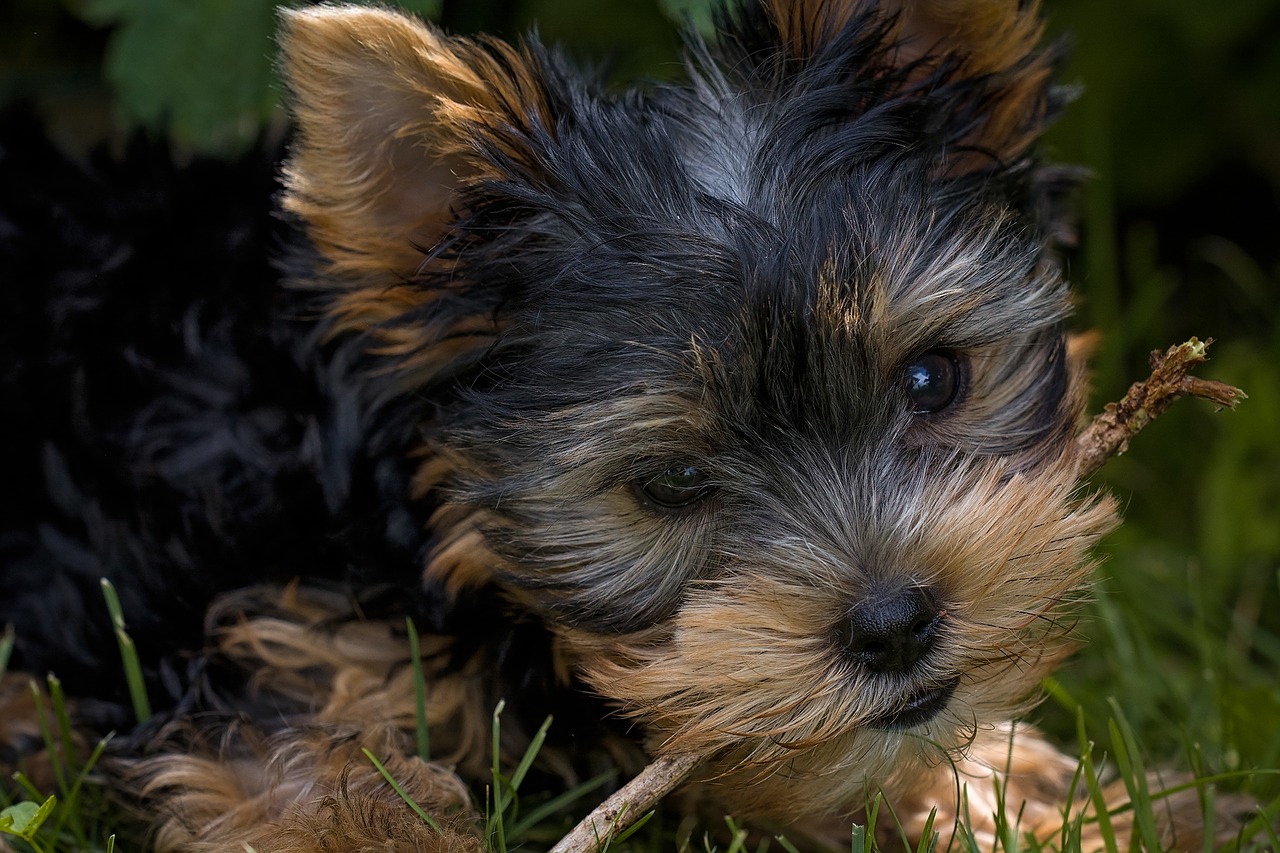 Image - dog puppy yorkshire terrier