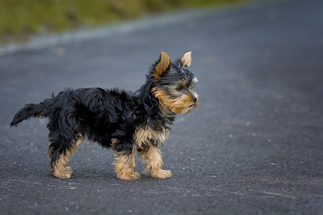 Image - dog puppy yorkshire terrier