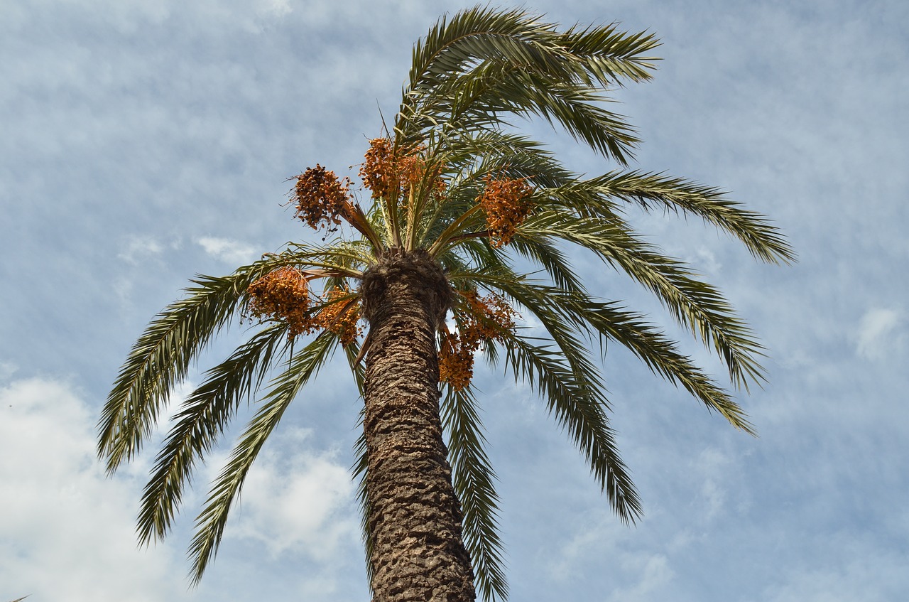 Image - palm date palm palm tree date