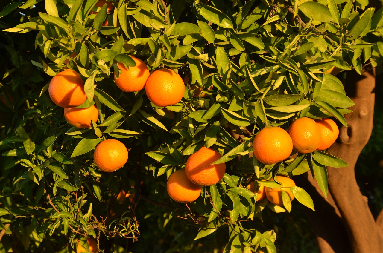 Image - orange fruit tree citrus spain