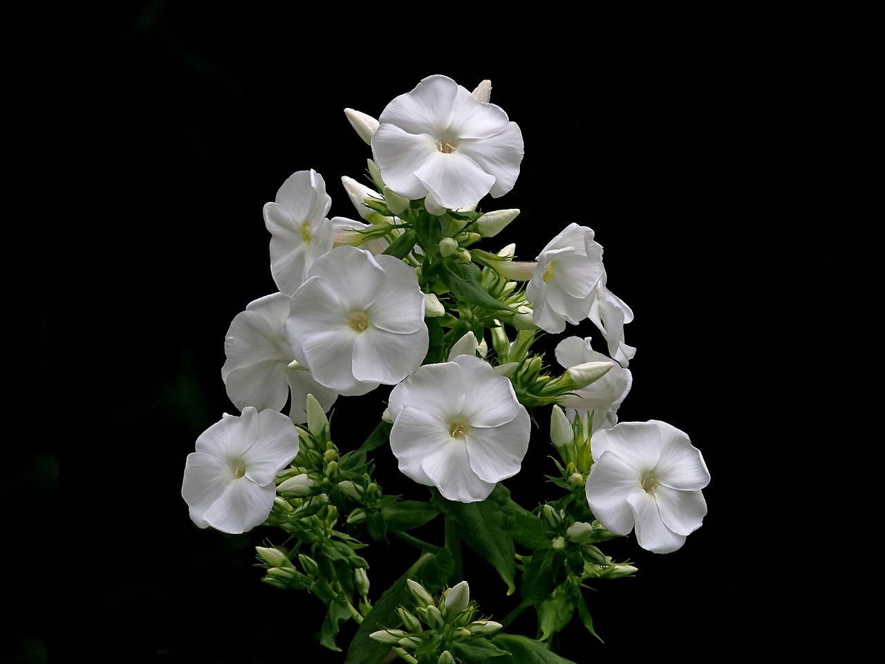 Image - phlox white flower petal garden