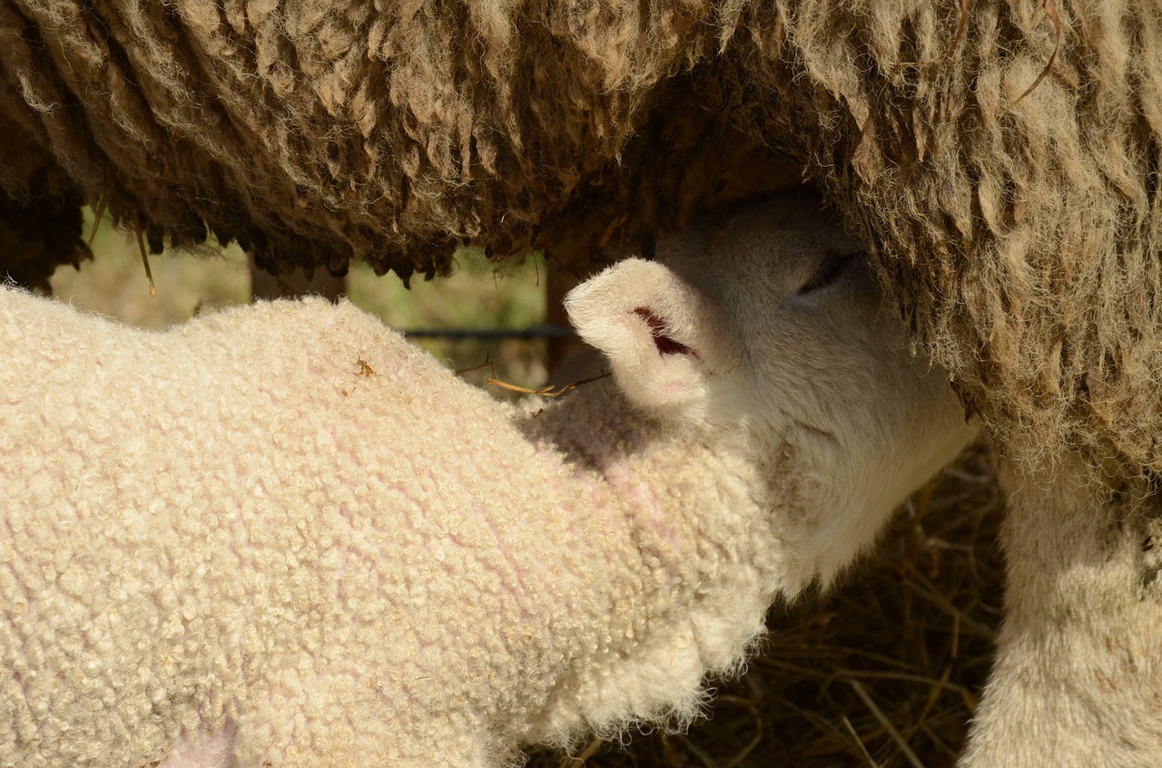 Image - lamb sheep suckle drinking feed