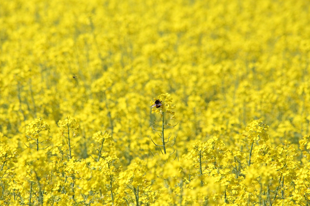 Image - rape bumblebee rape field