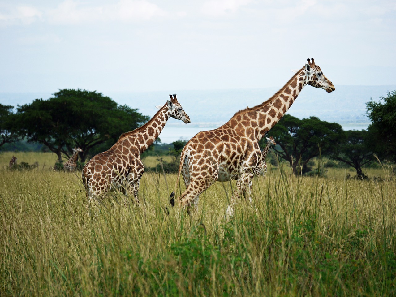 Image - rothschild giraffes uganda savannah