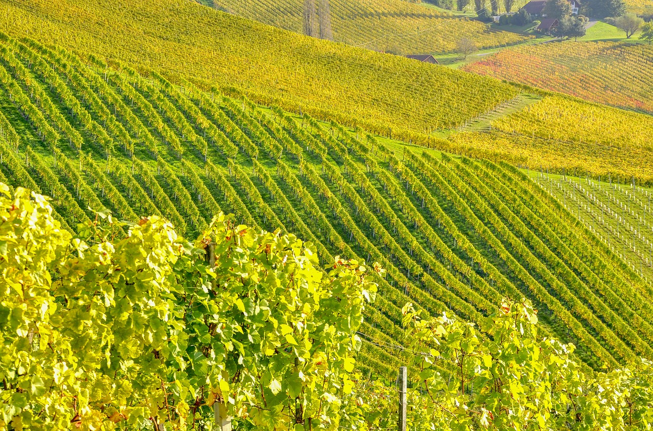 Image - southern styria wine vine