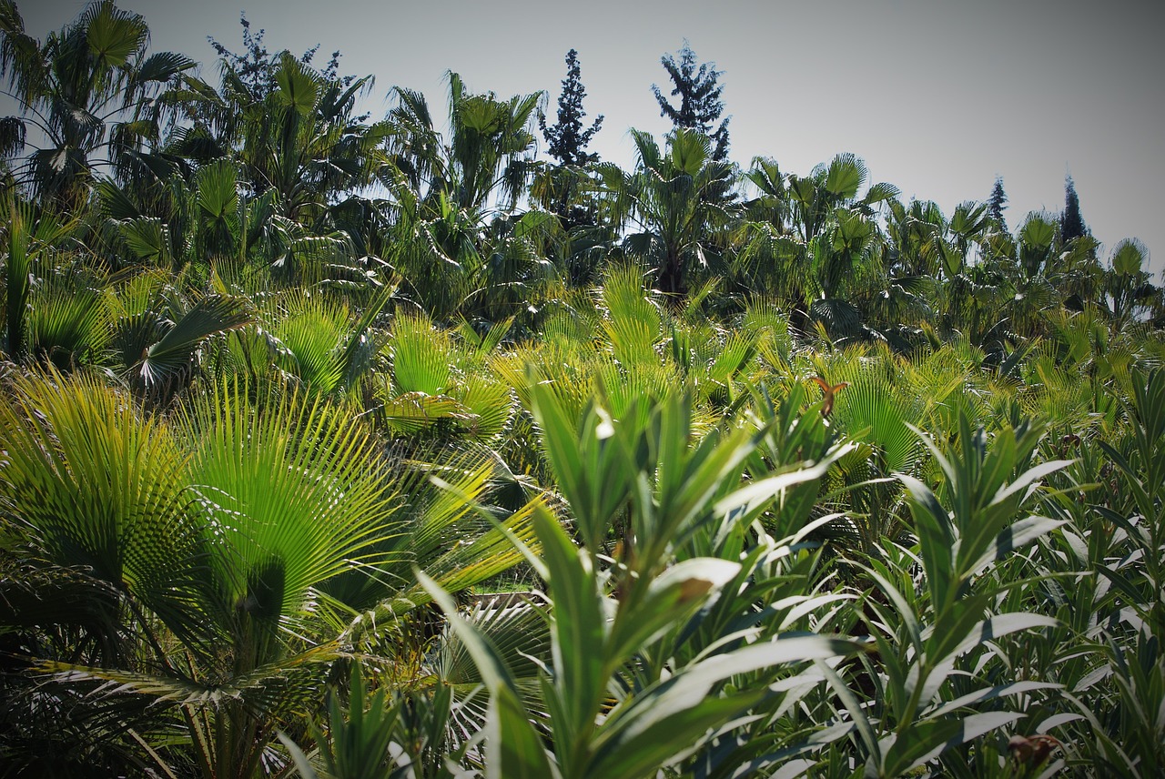 Image - palm trees park plant green