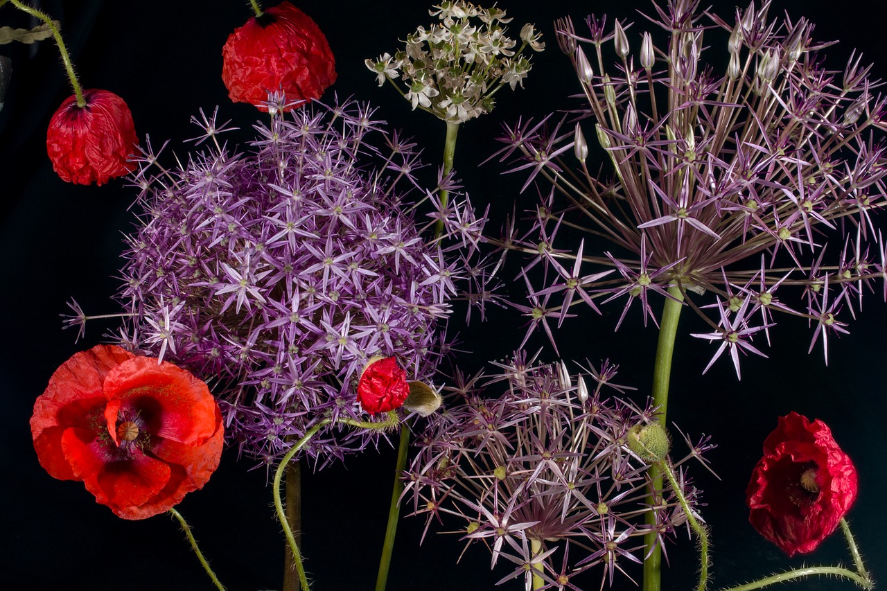 Image - poppy klatschmohn ornamental onion