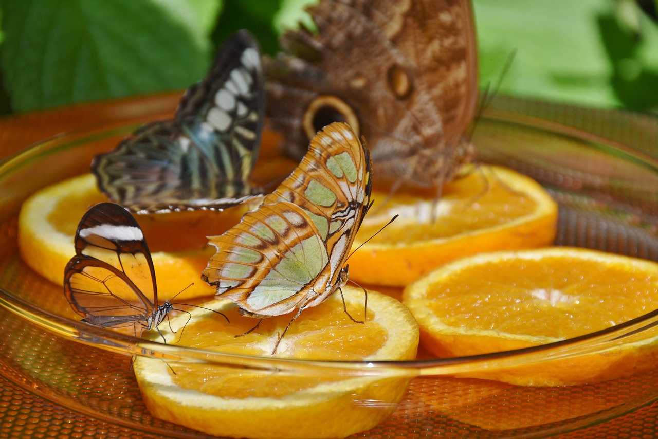 Image - butterflies feeding butterfly house