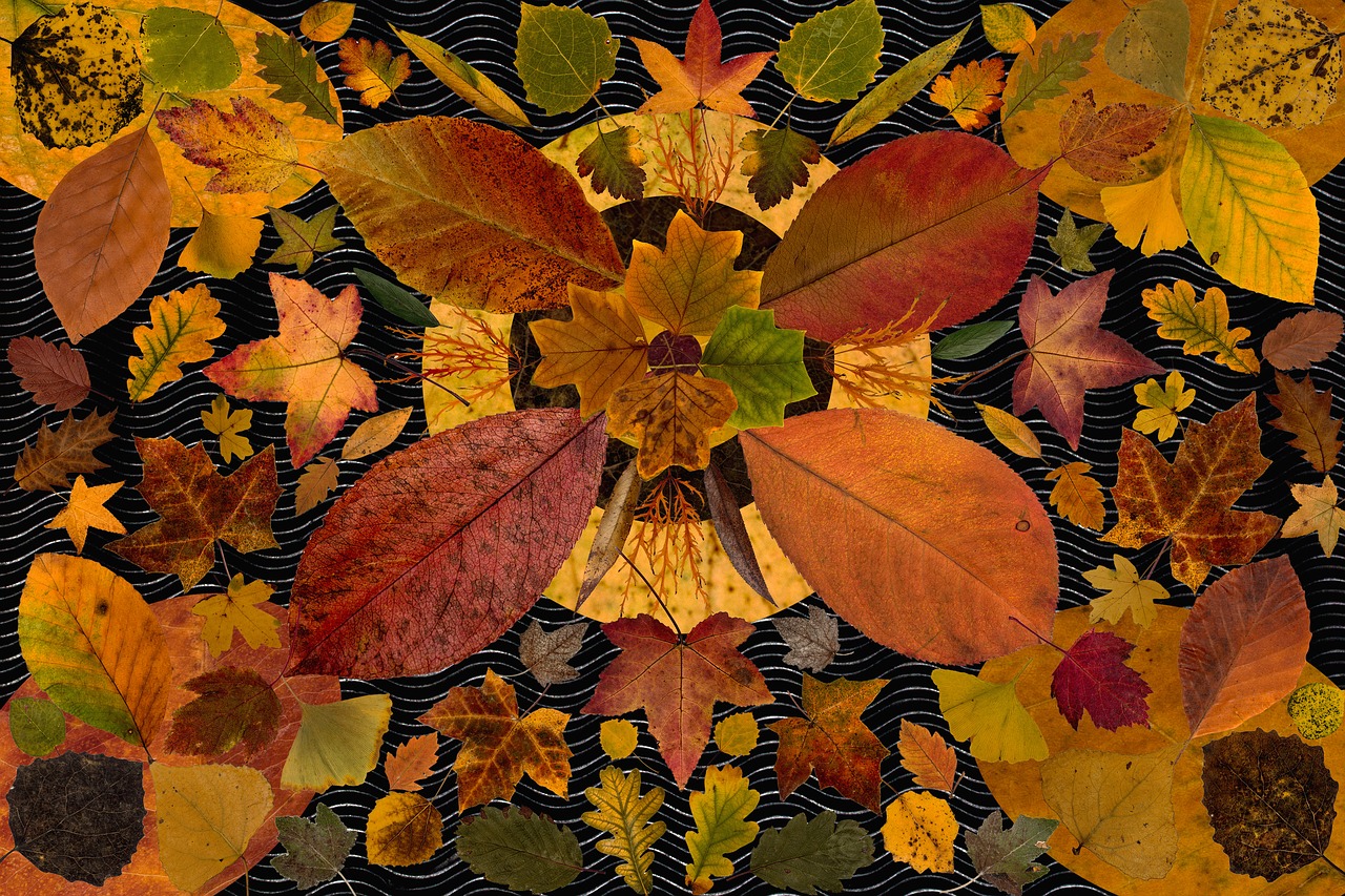 Image - leaves true leaves maple
