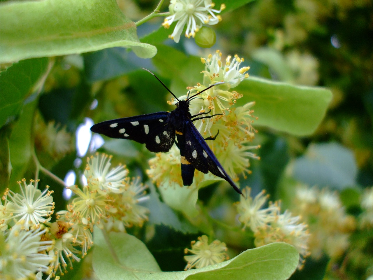 Image - butterfly insect lime blossom