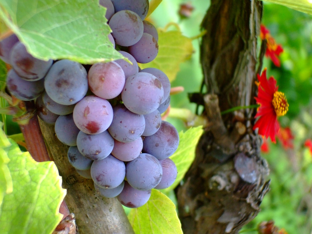 Image - purple grape grape fruit autumn