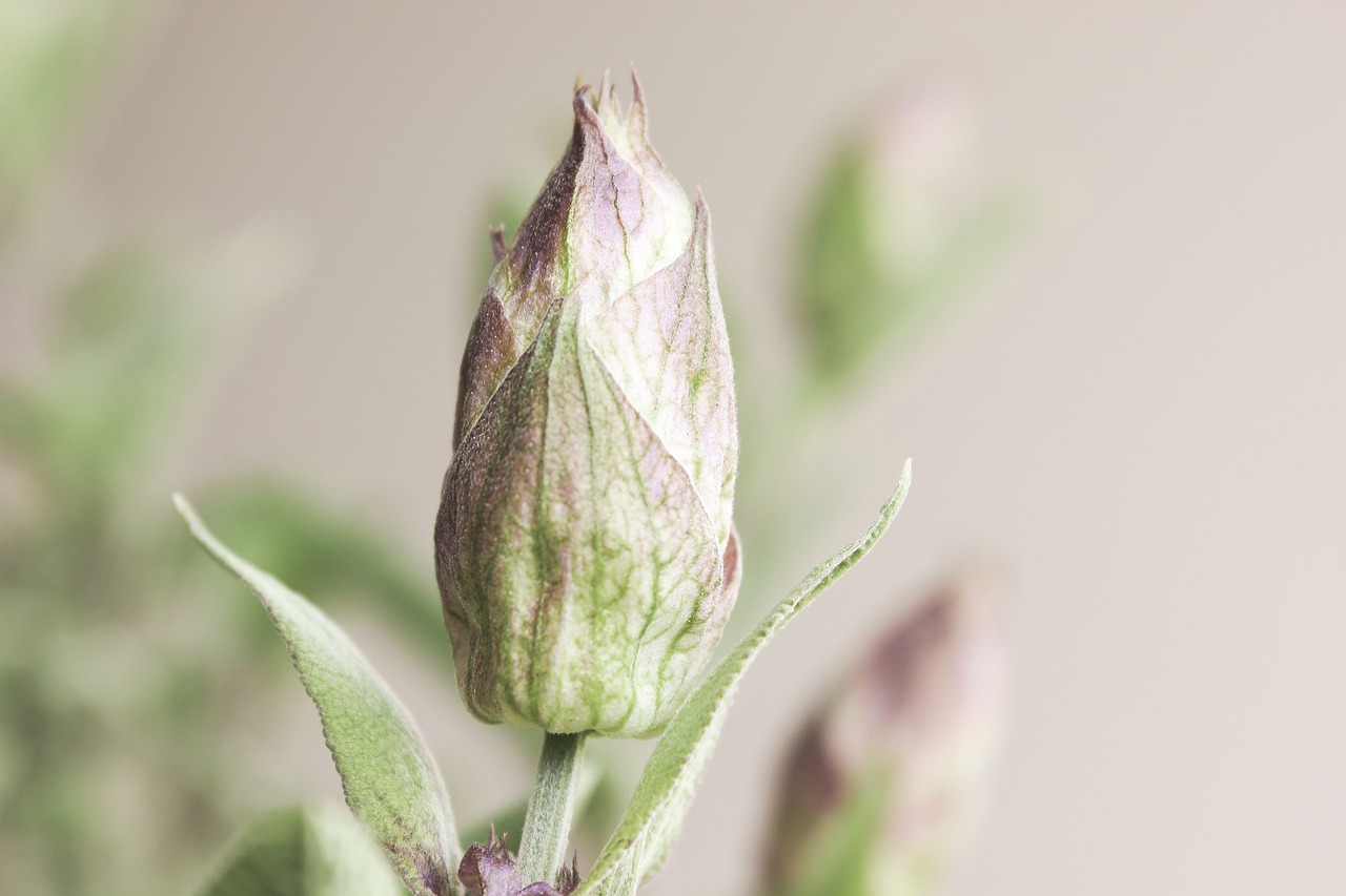 Image - sage sage flower vintage bloom
