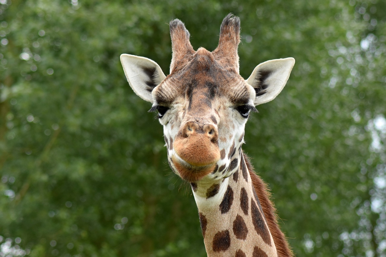 Image - giraffe animal safari cute neck