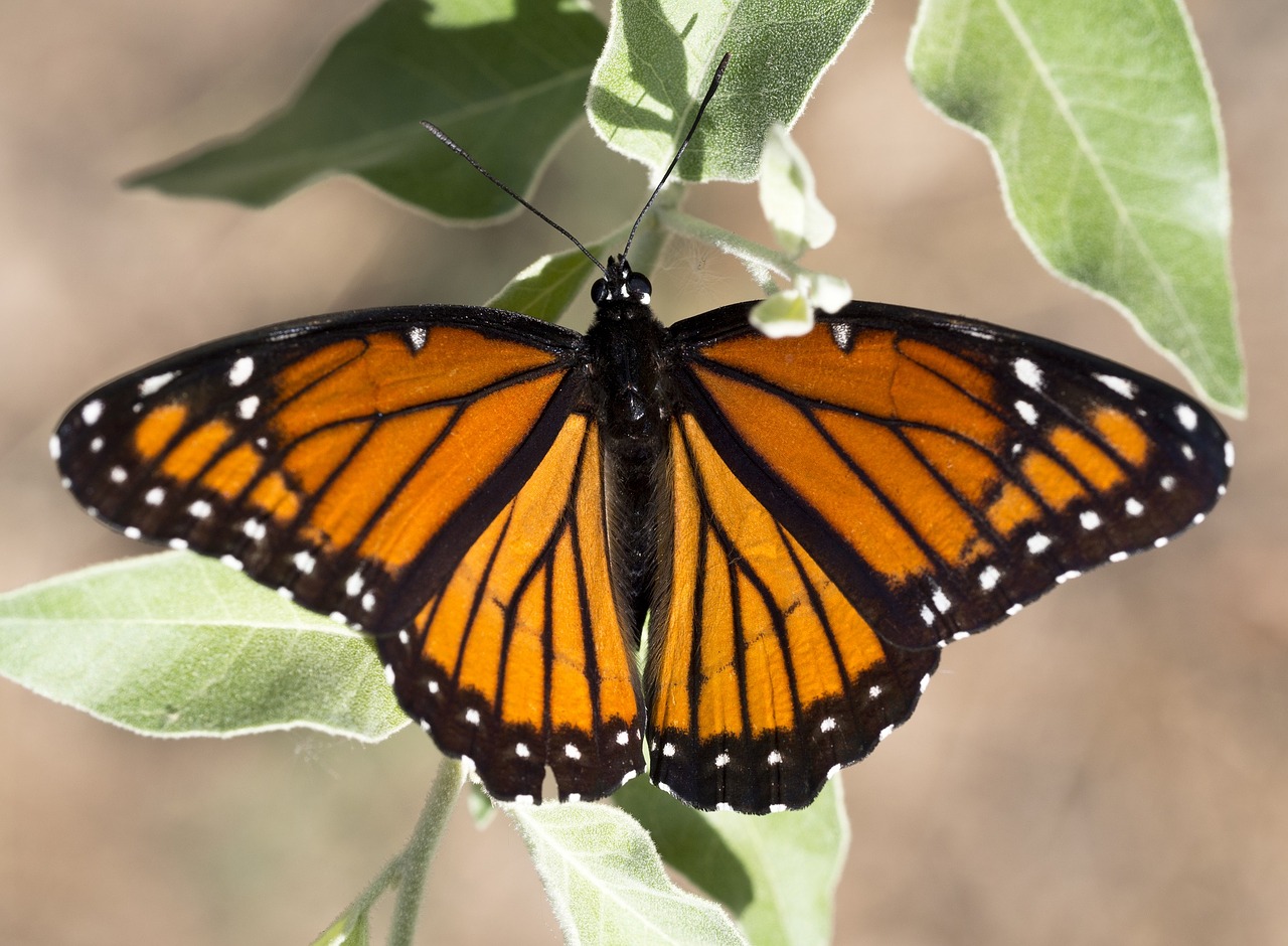 Image - viceroy butterfly plant leaf