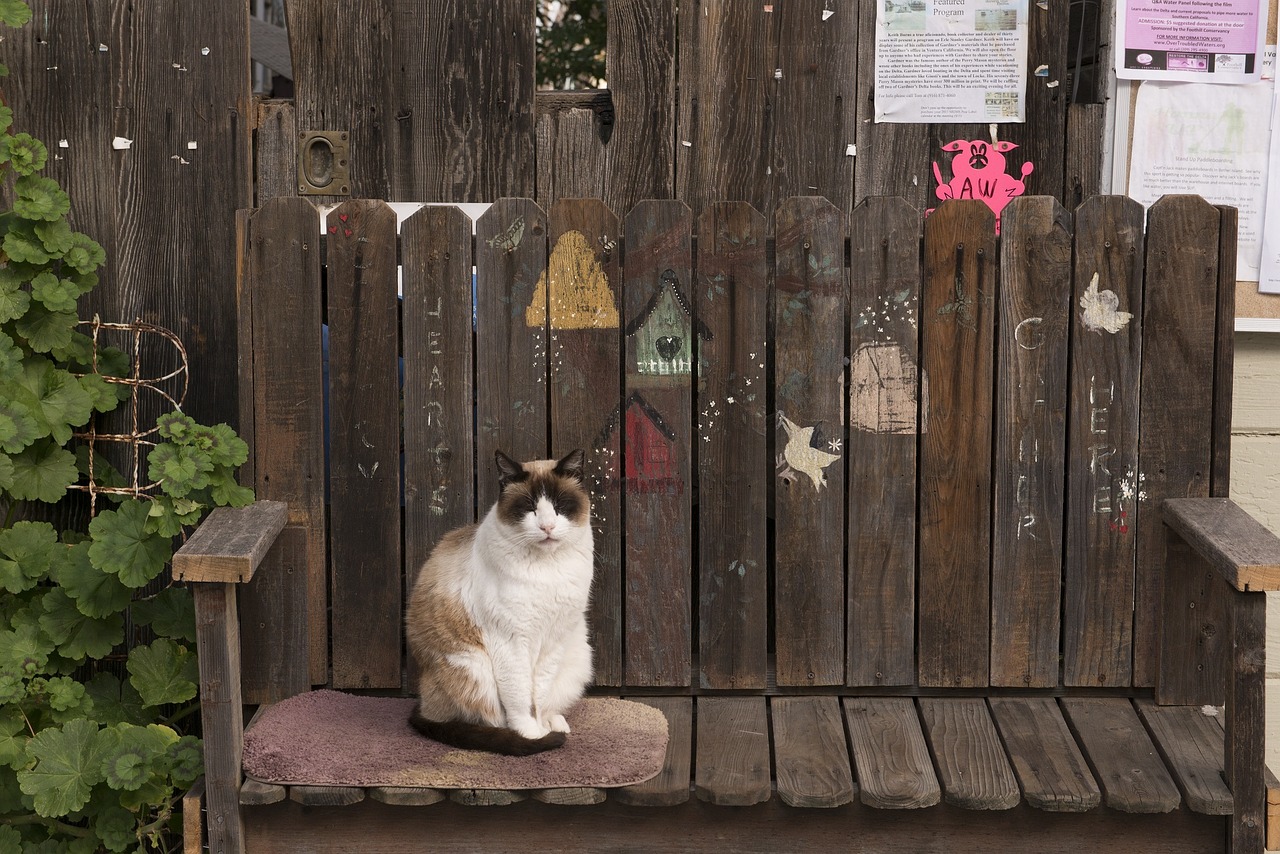 Image - cat bench feline looking cute