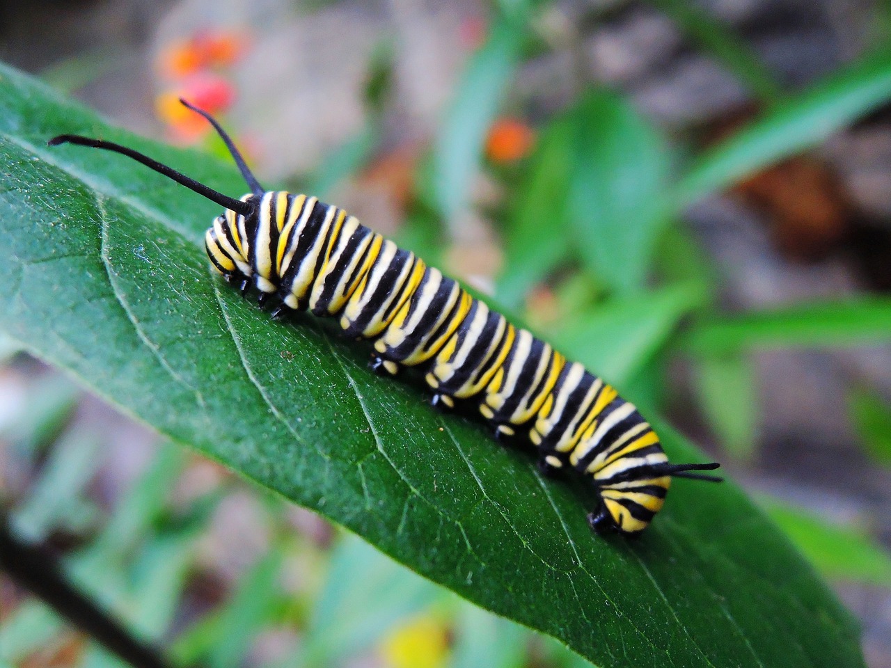 Image - caterpillar monarch butterfly