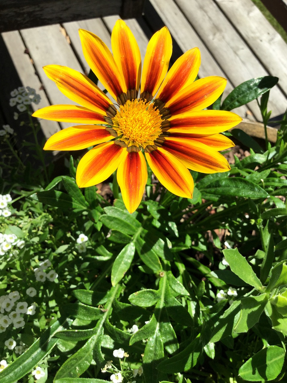 Image - flower yellow orange green deck