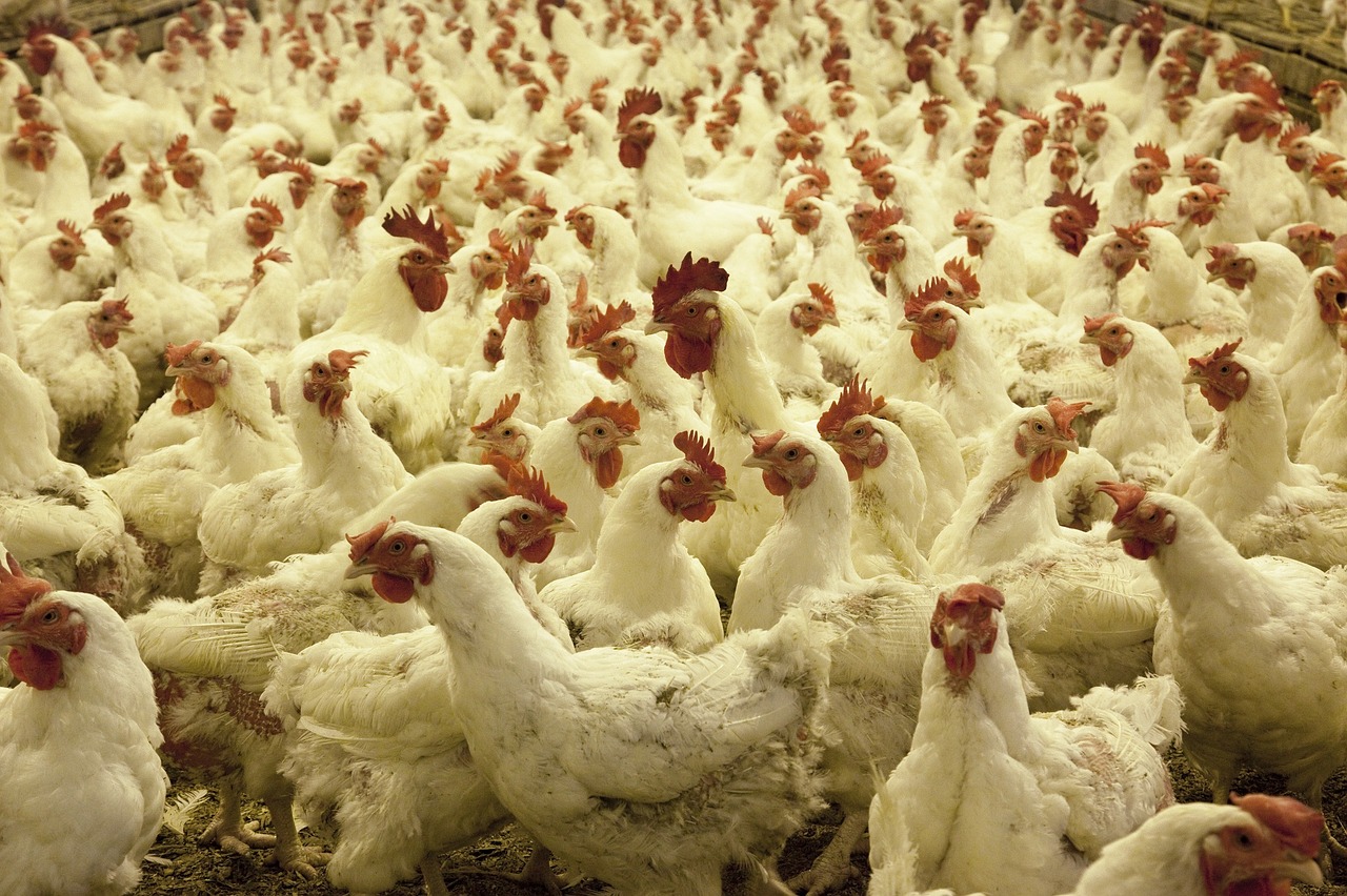Image - poultry farm chickens agriculture